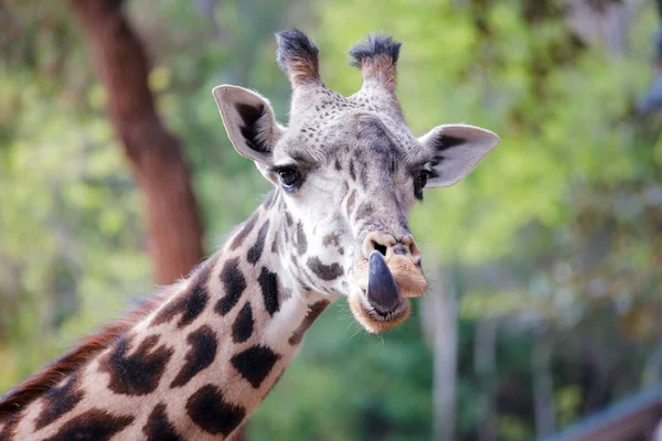 Zürafa, Los Angeles Hayvanat Bahçesi 'nde kameraya modellik yapıyor. Yüksek kalite fotoğraf
