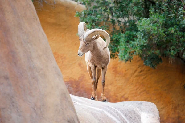 Hayvanat bahçesindeki koca boynuzlu koyun kameraya bakıyor. Yüksek kalite 4k görüntü