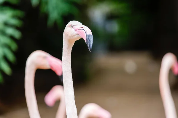 Flamingolar hayvanat bahçesinin içinde geziyorlar. Yüksek kalite fotoğraf