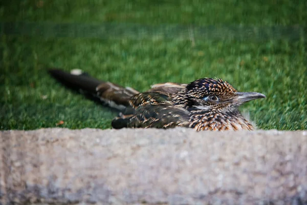 Los Angeles CA hayvanat bahçesinde roadrunner. Yüksek kalite fotoğraf