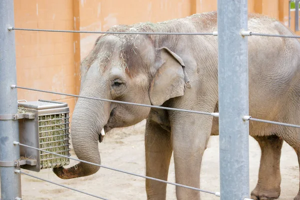 Hayvanat bahçesinde yemek yiyen bir fil. Yüksek kalite fotoğraf