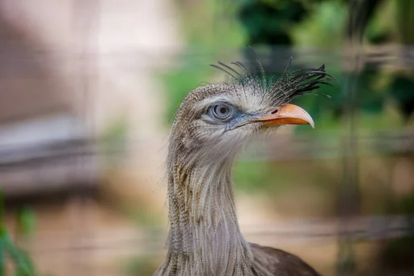 Los Angeles Hayvanat Bahçesi 'nde kamera için kırmızı bacaklı bir Seriema modeli. Yüksek kalite fotoğraf