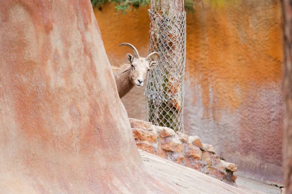 Hayvanat bahçesindeki koca boynuzlu koyun kameraya bakıyor. Yüksek kalite 4k görüntü