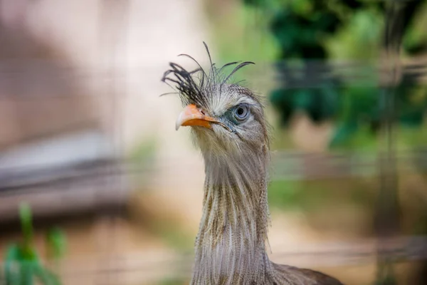 Los Angeles Hayvanat Bahçesi 'nde kamera için kırmızı bacaklı bir Seriema modeli. Yüksek kalite fotoğraf