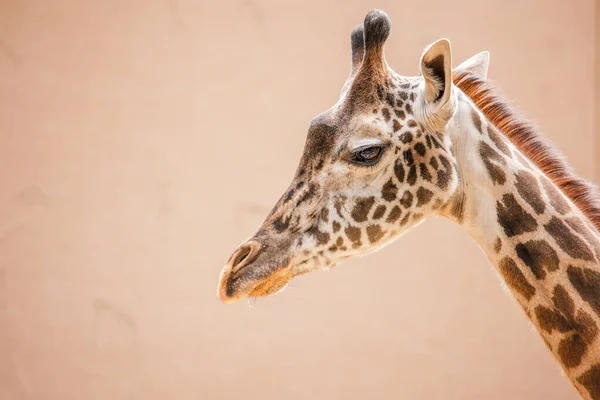 Zürafa, Los Angeles Hayvanat Bahçesi 'nde kameraya modellik yapıyor. Yüksek kalite fotoğraf