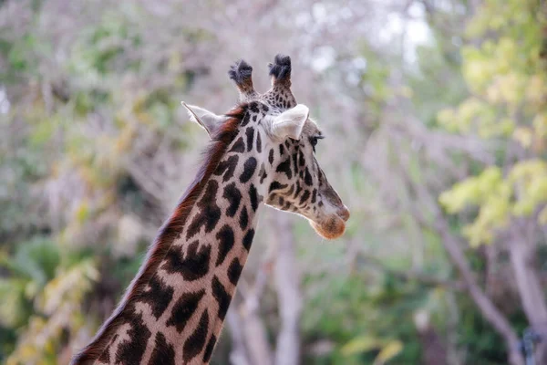 Modelowanie Żyrafy Kamery Zoo Los Angeles Wysokiej Jakości Zdjęcie — Zdjęcie stockowe