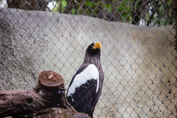 Ein Seeadler Auf Nahrungssuche Zoo Von Los Angeles Hochwertiges Foto — Stockfoto