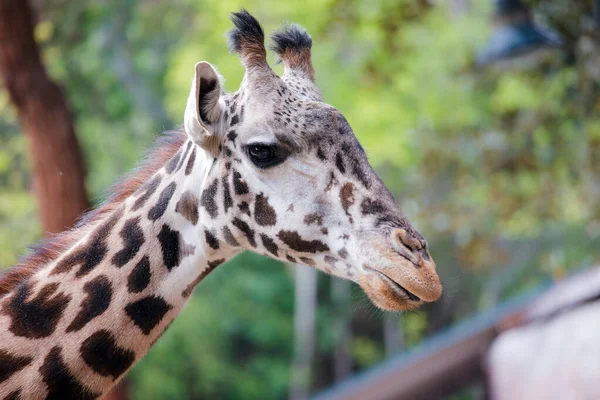 Giraffe Modeling Camera Los Angeles Zoo High Quality Photo — Stock Photo, Image