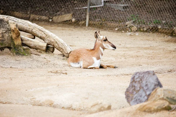 Los Angeles 'taki hayvanat bahçesinde dinlenen boynuzlu at. Yüksek kalite fotoğraf