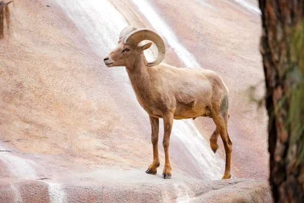Hayvanat bahçesindeki koca boynuzlu koyun kameraya bakıyor. Yüksek kalite 4k görüntü