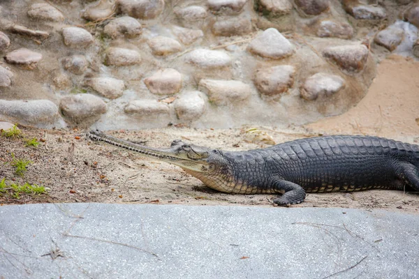 Los Angeles 'taki hayvanat bahçesinde Ganj timsahı dinleniyor. Yüksek kalite fotoğraf