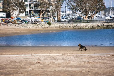 Venice Beach 'te sahilde yürüyen bir köpek. Yüksek kalite fotoğraf