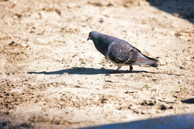 Venice Beach sahilindeki vahşi güvercin, CA. Yüksek kalite fotoğraf