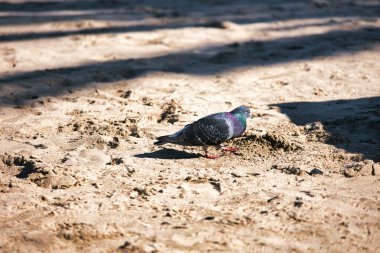 Venice Beach sahilindeki vahşi güvercin, CA. Yüksek kalite fotoğraf