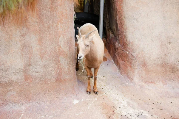 Hayvanat bahçesindeki koca boynuzlu koyun kameraya bakıyor. Yüksek kalite 4k görüntü