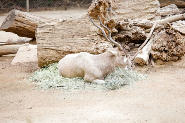 Los Angeles 'taki hayvanat bahçesinde dinleniyor. Yüksek kalite fotoğraf