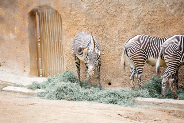 Zebra, Los Angeles CA hayvanat bahçesinde yemek yiyor. Yüksek kalite fotoğraf