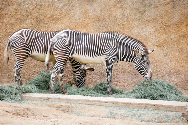 Zebra, Los Angeles CA hayvanat bahçesinde yemek yiyor. Yüksek kalite fotoğraf