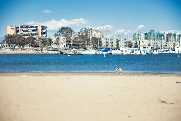 Venice Beach 'te sahilde yürüyen bir köpek. Yüksek kalite fotoğraf