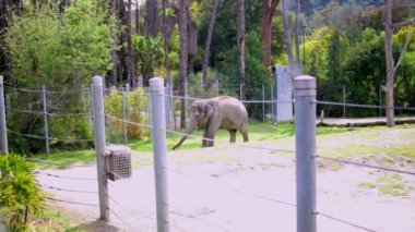 Hayvanat bahçesinde yemek yiyen bir fil. Yüksek kalite 4k görüntü