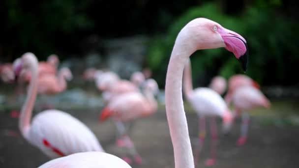 Flamingos Går Sitt Område Inne Djurparken Högkvalitativ Film — Stockvideo
