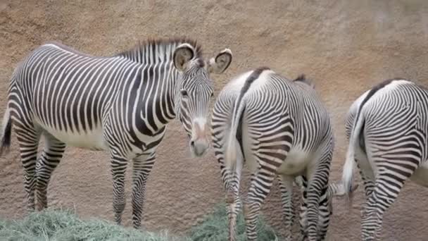 Zebra Zoo Los Angeles Wysokiej Jakości Materiał — Wideo stockowe