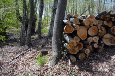 A pile of cut logs of trees with tree rings showing stacked outdoors in the forest. Horizontal image. Ecology, deforestation and industry concepts
