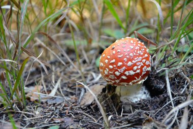 Closeup of a small mushroom fly agaric (Amanita muscaria). Horizontal image with selective focus and copy space