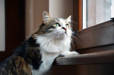 Closeup of a cute tabby domestic cat with long fur and green eyes sitting next to a window and staring at something outside. Horizontal image with selective focus and slightly blurred backgroun