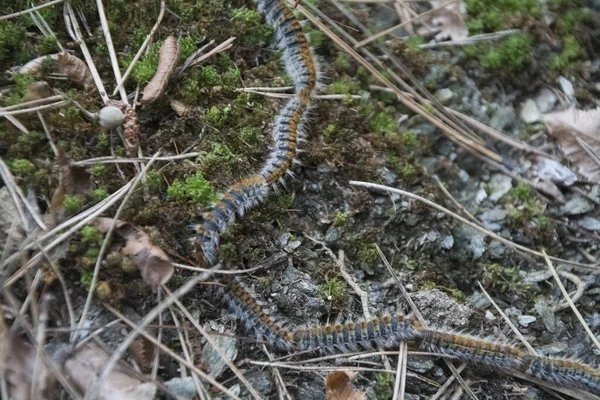 A closeup of a part of a procession of pine processionary (Thaumetopoea pityocampa) caterpillars in early spring. It is one of the most destructive species to pines and cedars in Central Asia, North Africa and southern Europe.