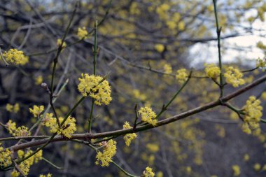 İlkbaharda sarı çiçekli, açan bir ağacın (Lindera obtusiloba) dallarının yakın çekim görüntüsü. Seçici odaklı yatay resim, bulanık arkaplan ve boşluğu kopyala
