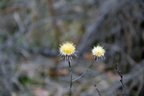 Closeup of the yellow flowers of the invasive plant carline thistle (Carlina vulgaris) in early spring. Horizontal image with selective focus, blurred background and copy space