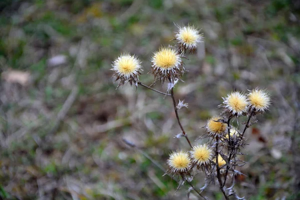 早春入侵植物Carline Thistle Carlina Vulgaris 黄花的闭塞 具有选择性焦点 模糊背景和复制空间的水平图像 — 图库照片