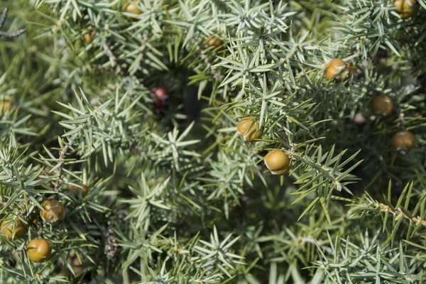 Cade Juniperus Oxcedurus の枝や果実の閉鎖 選択的焦点とぼやけた背景を持つ水平画像 — ストック写真