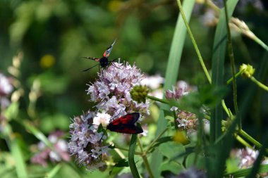 Güneşli bir yaz gününde iki farklı tür güve (Zygaena filipendulae ve Zygaena osterodensis) bulunur. Seçici odaklı yatay resim, bulanık arkaplan ve boşluğu kopyala