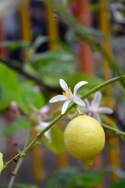 Limon bitkisinin (Citrus limon) bir dalına yakın çekim. Meyve ve ve güzel beyaz bir çiçek. Seçici odaklı dikey resim, bulanık arkaplan ve kopyalama alanı