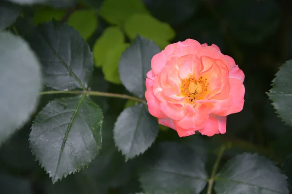 Een Close Van Een Prachtige Gecultiveerde Roze China Rozenbloesem Rosa — Stockfoto