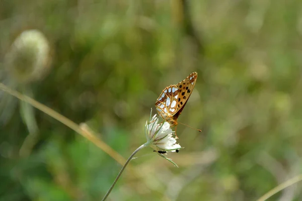 Una Farfalla Fritillare Issoria Lathonia Regina Spagna Fiore Bianco Immagine — Foto Stock