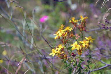 Yazın sarı çiçekli St. John 's Wort bitkisi (Hypericum perforatum). Seçici odaklı yatay resim, bulanık yeşil arkaplan ve boşluğu kopyala