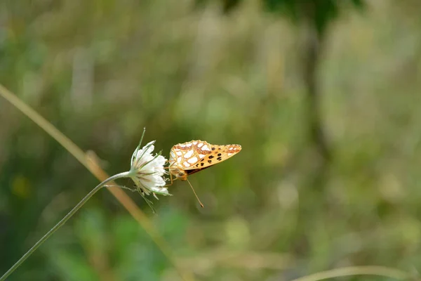 Королева Испании Фрикаделька Issoria Lathonia Бабочка Белом Цветке Горизонтальное Изображение — стоковое фото