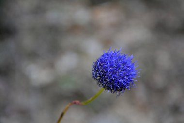 Bir çiçeğin (Globularia) parlak, açık mavi-menekşe çiçeğinin yakın çekimi. Seçici odaklı yatay resim, bulanık gri arkaplan ve boşluğu kopyala