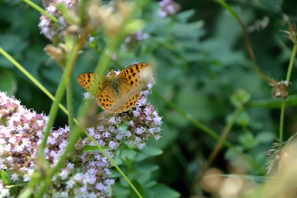 Una Farfalla Fritillare Issoria Lathonia Regina Spagna Fiore Origano Viola — Foto Stock