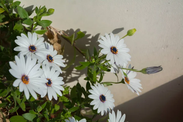 Ein Weißer Gänseblümchenstrauch Mit Großen Blüten Einem Sonnigen Tag Horizontales — Stockfoto