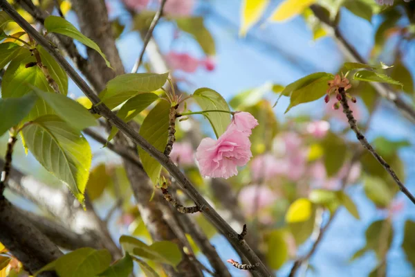 Крупный План Ветки Японской Вишни Prunus Kanzan Солнечный День Весной — стоковое фото