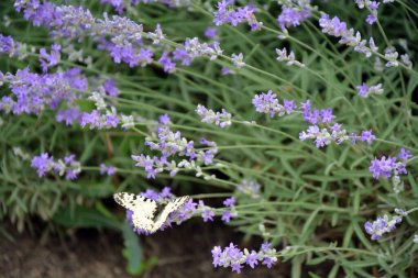 Sıcak ve güneşli bir yaz gününde lavanta çiçeğinin üzerinde siyah ve beyaz bir kelebeğin yakın çekimi. Seçici odaklı yatay resim