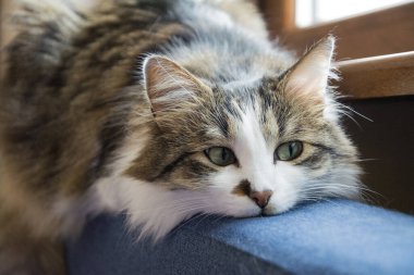Koyu mavi bir kanepenin arkasında yatan uzun kürklü ve yeşil gözlü güzel bir tekir kedinin yakın çekimi. Dar alan derinliği ve seçici odaklı yatay resim