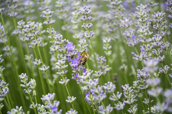 Closeup of a Western honey bee (Apis mellifera) feeding on a lavender field in the first days of blooming in June. Horizontal image with selective focus