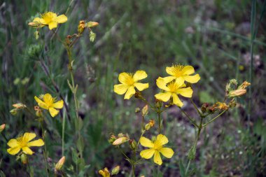 Closeup of the bright yellow blossoms of the St. John's wort plant (Hypericum perforatum). Horizontal image with selective focus, blurred green background and copy space