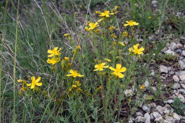 Closeup of the bright yellow blossoms of the St. John's wort plant (Hypericum perforatum). Horizontal image with selective focus, blurred green background and copy space