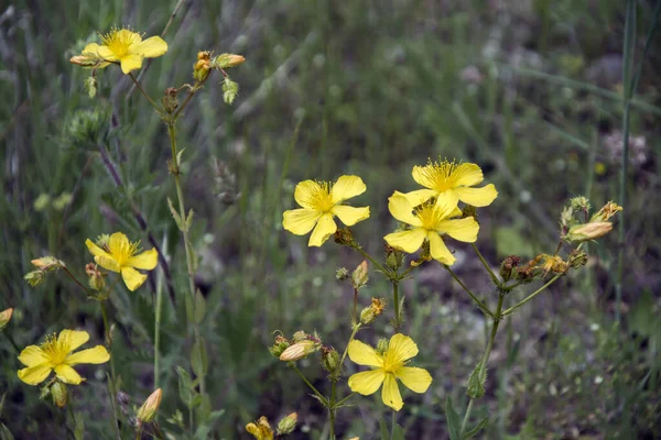 Orbáncfű Hypericum Perforatum Világos Sárga Virágainak Közelsége Vízszintes Kép Szelektív — Stock Fotó